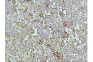 Immunohistochemistry (IHC) analysis of paraffin-embedded Rat Brain Tissue using GAP-43 Monoclonal Antibody. (GAP43 抗体)