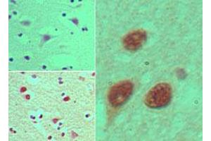 Image no. 1 for anti-Nucleoporin 35kDa (NUP35) (AA 280-330) antibody (ABIN960296) (NUP35 抗体  (AA 280-330))