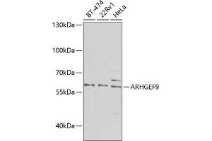 Western blot analysis of extracts of various cell lines, using  antibody (ABIN6127367, ABIN6137098, ABIN6137099 and ABIN6223970) at 1:1000 dilution. (Arhgef9 抗体  (AA 307-516))