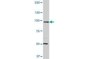 MCM3 monoclonal antibody (M01A), clone 4F7. (MCM3 抗体  (AA 699-808))