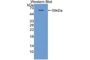 Western Blotting (WB) image for anti-Uromodulin (UMOD) (AA 335-590) antibody (ABIN1872122) (Uromodulin 抗体  (AA 335-590))