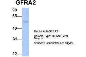 Host: Rabbit  Target Name: GFRA2  Sample Tissue: Human Fetal Muscle  Antibody Dilution: 1. (GFRA2 抗体  (C-Term))
