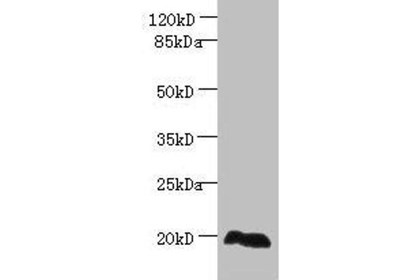 EEF1E1 抗体  (AA 2-174)