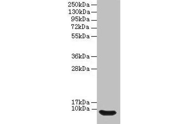 Defb14 Antikörper  (AA 23-67)
