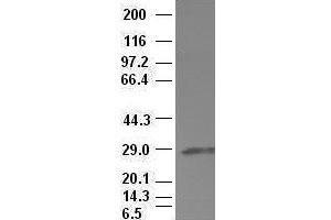 Hex antibody (3C4) at 1:100 dilution + Lysates from HEK-293T cells transfected with human Hex expression vector (HHEX 抗体  (AA 100-270))