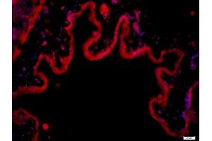 Paraformaldehyde-fixed, paraffin embedded rat bladder, Antigen retrieval by boiling in sodium citrate buffer (pH6) for 15min, Block endogenous peroxidase by 3% hydrogen peroxide for 20 minutes, Blocking buffer (normal goat serum) at 37°C for 30min, Antibody incubation with MMRN1 Polyclonal Antibody, Unconjugated  at 1:400 overnight at 4°C, followed by a conjugated secondary (Goat Anti-rabbit IgG/Bio) for 20 minutes at 37°C, followed by a conjugated streptavidin -Cy3) at 1:500 for 40 minutes and DAPI staining of the nuclei.