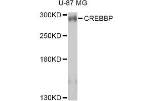 Western blot analysis of extracts of U-87MG cells, using CREBBP antibody (ABIN2736578) at 1:1000 dilution. (CBP 抗体)