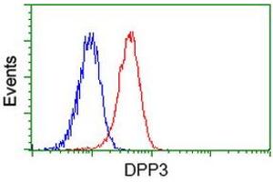 Image no. 3 for anti-Dipeptidyl-Peptidase 3 (DPP3) antibody (ABIN1497831) (DPP3 抗体)