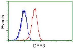 Image no. 3 for anti-Dipeptidyl-Peptidase 3 (DPP3) antibody (ABIN1497831) (DPP3 抗体)