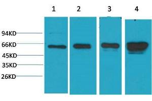 Western Blot (WB) analysis of 1)HeLa, 2) 293T, 3)3T3, 4) PC12 with AMPK a1 Mouse Monoclonal Antibody diluted at 1:2000. (PRKAA1 抗体)