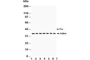 Western blot testing of Caspase-9 antibody and Lane 1:  A549;  2: SMMC-7721;  3: 293T;  4: Jurkat;  5: Raji;  6: CEM;  7: HUT lysate (Caspase 9 抗体  (AA 3-228))