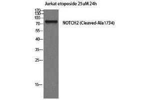 Western Blotting (WB) image for anti-Notch 2 (NOTCH2) (Cleaved-Ala1734), (Internal Region) antibody (ABIN3181820) (NOTCH2 抗体  (Cleaved-Ala1734, Internal Region))