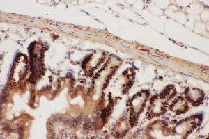 Anti-Beclin 1 Picoband antibody,  IHC(P): Mouse Intestine Tissue