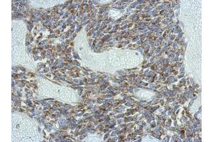 Immunohistochemistry (IHC) image for anti-Potassium Voltage-Gated Channel, Subfamily G, Member 4 (Kcng4) (Center) antibody (ABIN2856250)