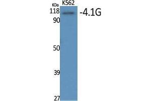 Western Blot (WB) analysis of specific cells using 4. (EPB41L2 抗体  (Internal Region))