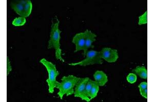 Immunofluorescence (IF) image for anti-Solute Carrier Family 5 (Sodium/glucose Cotransporter), Member 1 (SLC5A1) (AA 564-643) antibody (ABIN7170011)