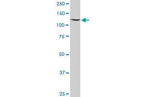 CWC22 MaxPab polyclonal antibody. (CWC22 抗体  (AA 1-908))