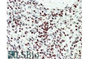 ABIN1590072 (5µg/ml) staining of paraffin embedded Human Spleen. (EDF1 抗体  (Internal Region))