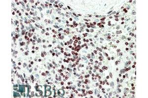 ABIN1590072 (5µg/ml) staining of paraffin embedded Human Spleen.