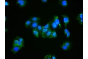 Immunofluorescence (IF) image for anti-Actin, beta (ACTB) (AA 102-375) antibody (ABIN7143136)