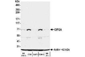 anti-KIAA1524 (KIAA1524) (N-Term) antibody