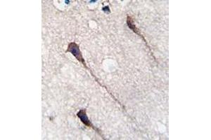 Formalin-fixed and paraffin-embedded humanbrain tissue reacted with Phospho-PUM1-Y83. (PUM1 抗体  (Tyr83))