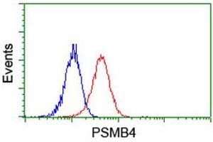Image no. 2 for anti-Proteasome (Prosome, Macropain) Subunit, beta Type, 4 (PSMB4) antibody (ABIN1500474) (PSMB4 抗体)