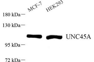 Western blot analysis of UNC45A (ABIN7076147) at dilution of 1: 500 (UNC45A 抗体)