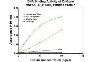 Activity Assay (AcA) image for Hepatocyte Nuclear Factor 4, alpha (HNF4A) (Transcript Variant 6) (Active) protein (Myc-DYKDDDDK Tag) (ABIN2722901)