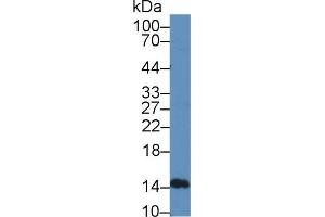 Western Blot; Sample: Mouse Lymphocyte lysate; Primary Ab: 12µg/mL Rabbit Anti-Rat IFNa5 Antibody Second Ab: 0. (IFNA5 抗体  (AA 24-189))