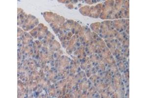 IHC-P analysis of Mouse Tissue, with DAB staining. (Activin A Receptor Type IB/ALK-4 抗体  (AA 207-385))