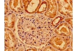 Immunohistochemistry of paraffin-embedded human kidney tissue using ABIN7160238 at dilution of 1:100 (SMAD4 抗体  (AA 27-195))