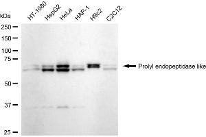 Western blotting analysis using Prolyl endopeptidase like antibody (ABIN7799922). (Recombinant PREPL 抗体)
