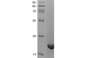 Validation with Western Blot (PPP1R1A Protein (His tag))