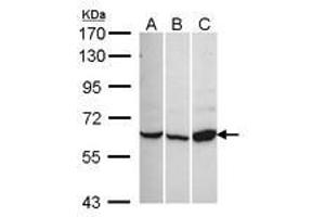 Image no. 1 for anti-Calcium Channel, Voltage-Dependent, beta 1 Subunit (CACNB1) (AA 360-523) antibody (ABIN467509) (CACNB1 抗体  (AA 360-523))
