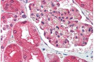 Human Kidney (formalin-fixed, paraffin-embedded) stained with ATF2 antibody ABIN213743 at 10 ug/ml followed by biotinylated goat anti-rabbit IgG secondary antibody ABIN481713, alkaline phosphatase-streptavidin and chromogen. (ATF2 抗体  (Thr51))