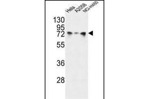 HS Antibody (Center) (ABIN651232 and ABIN2840144) western blot analysis in Hela,,NCI- cell line lysates (35 μg/lane). (GRP78 抗体  (AA 261-289))
