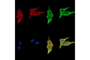 ABIN7096713 and ABIN7100778 staining HepG2 cells by IF/ICC. (CHRNE 抗体)