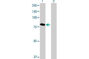 Western Blot analysis of ABCF3 expression in transfected 293T cell line by ABCF3 MaxPab polyclonal antibody. (ABCF3 抗体  (AA 1-709))