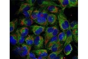 Immunofluorescence analysis of methanol-fixed HeLa cells using Phospho-NFkB p100(S866) Polyclonal Antibody (NFKB2 抗体  (pSer866))