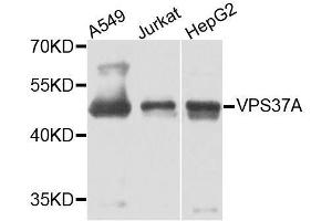 Western blot analysis of extracts of various cell lines, using VPS37A antibody. (VPS37A 抗体  (AA 224-397))