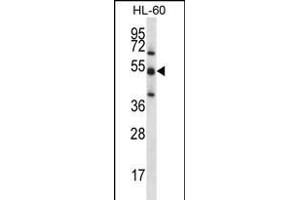TOE1 Antibody (N-term) (ABIN656201 and ABIN2845522) western blot analysis in HL-60 cell line lysates (35 μg/lane). (TOE1 抗体  (N-Term))