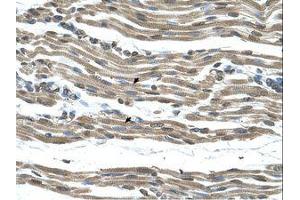 Image no. 1 for anti-Cytochrome C Oxidase Assembly Homolog 15 (COX15) (AA 101-150) antibody (ABIN321112) (COX15 抗体  (AA 101-150))