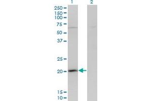 Western Blot analysis of GPSM3 expression in transfected 293T cell line by GPSM3 monoclonal antibody (M01), clone 1F11. (GPSM3 抗体  (AA 1-160))