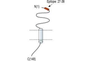 anti-Receptor (G Protein-Coupled) Activity Modifying Protein 1 (RAMP1) (AA 27-38), (Extracellular), (N-Term) antibody