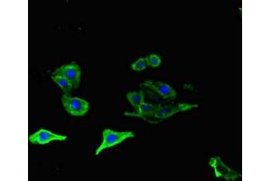 Immunofluorescent analysis of HepG2 cells using ABIN7162143 at dilution of 1:100 and Alexa Fluor 488-congugated AffiniPure Goat Anti-Rabbit IgG(H+L) (OLFML1 抗体  (AA 201-402))