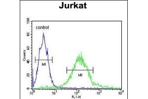 GPRASP1 Antibody (C-term) (ABIN652013 and ABIN2840496) flow cytometric analysis of Jurkat cells (right histogram) compared to a negative control cell (left histogram). (GPRASP1 抗体  (C-Term))