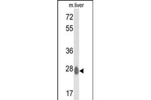 Western blot analysis of ETHE1 Antibody (C-term) (ABIN390580 and ABIN2840903) in mouse liver tissue lysates (35 μg/lane). (ETHE1 抗体  (C-Term))