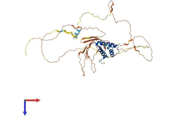 CABYR Protein (AA 1-453) (His tag)