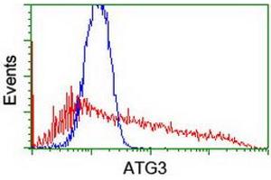 HEK293T cells transfected with either RC203453 overexpress plasmid (Red) or empty vector control plasmid (Blue) were immunostained by anti-ATG3 antibody (ABIN2454863), and then analyzed by flow cytometry. (ATG3 抗体)